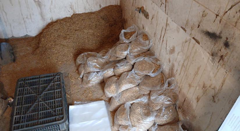 Lapáttal porciózták az illegális dohányt, de Balu lefülelte őket