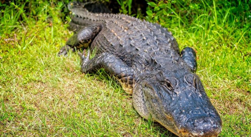 Szülési szabadságán fogott hatalmas aligátort egy anya – még a McDonald’s-ból is kimentek megnézni