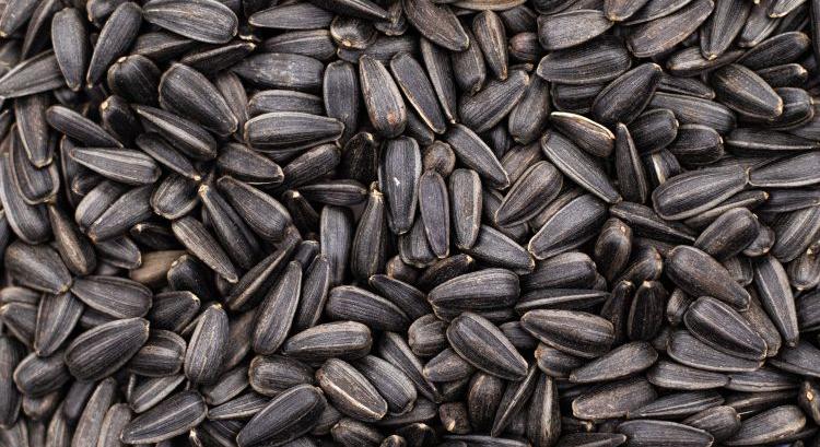 Több a napraforgó, mint tavaly, de így is kevés