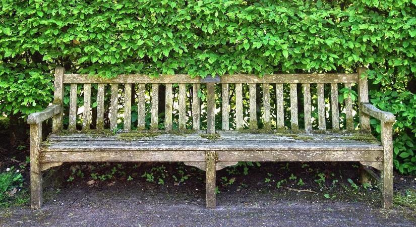 Dísznövények szerepe a városi zajcsökkentésben