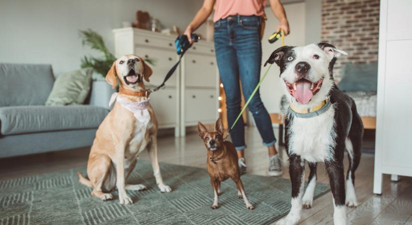 Fontos határidő közeleg: durva bírságra számíthat a Balatonnál, aki ezt elmulasztja