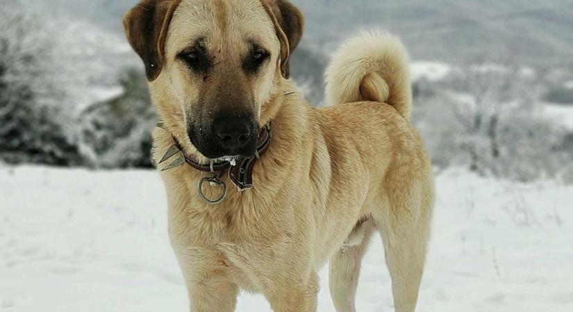 Nagytestű, veszélyes kutyákat fogott be a csíkszeredai önkormányzat