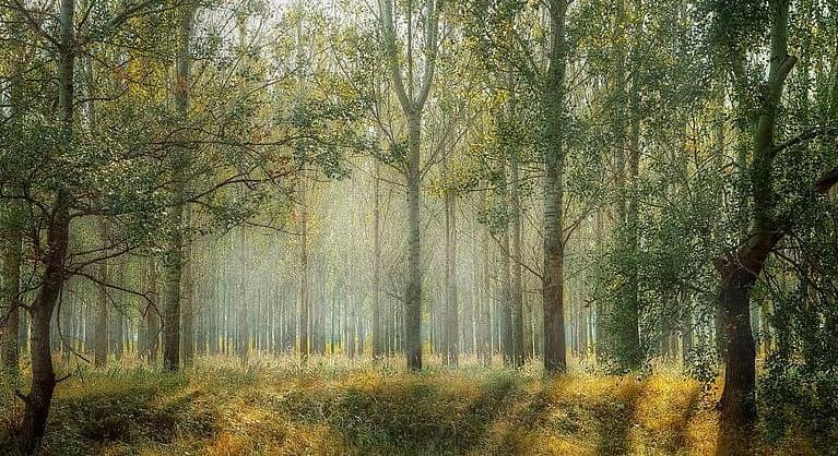 Eltévedt egy férfi a józsai erdőben