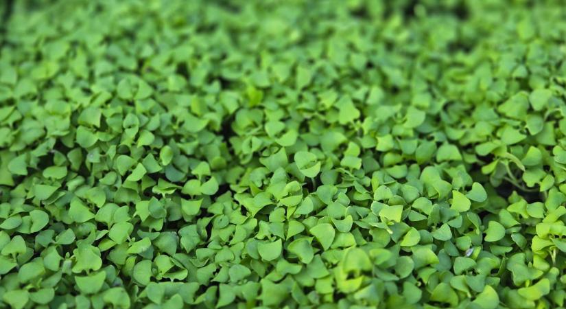 Nikoletta nagyot váltott: közgazdász volt, de most élete álmát építi