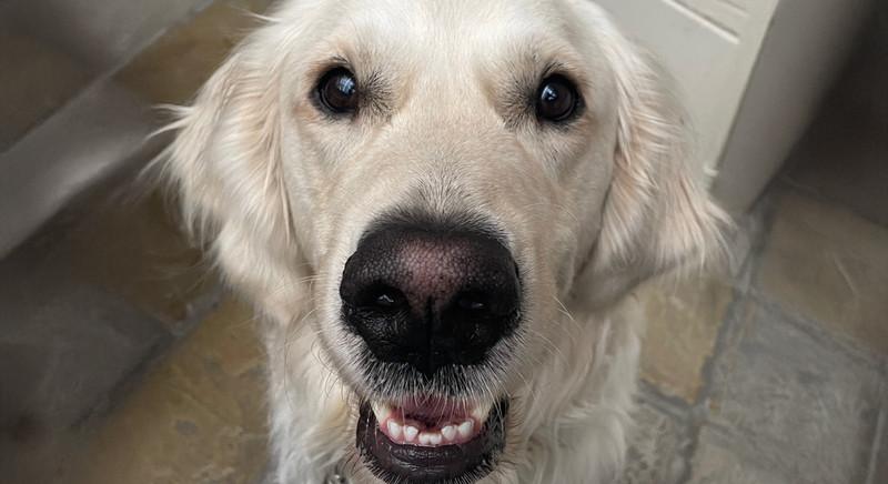 Egy kutya is segíti a debreceni egyetemisták tanulását