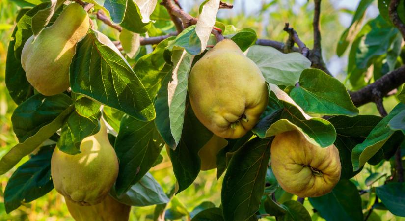 Fillérekért adták ezt a magyar gyümölcsöt: ma már súlyos összeget kérnek érte