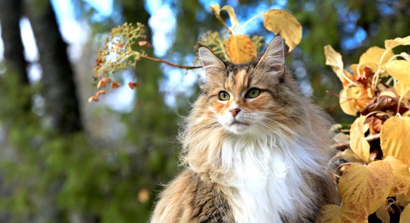 5 macskafajta, amelyik jól bírja a hideget