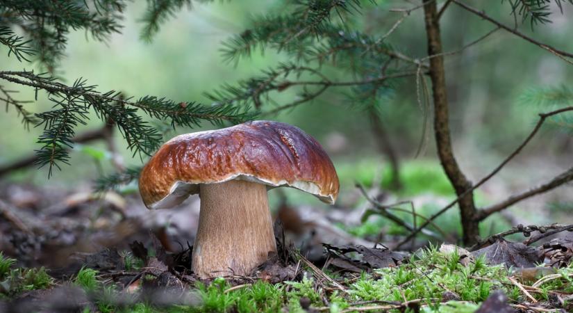 Miért olyan „húsosak” a gombák?