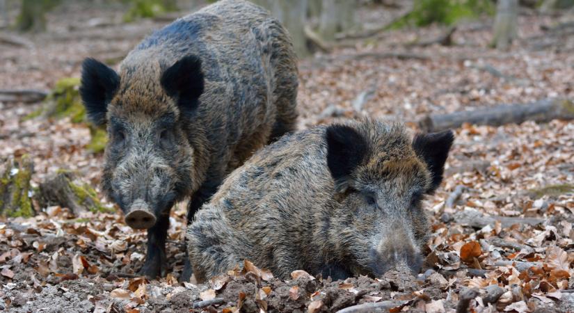 Rengeteg ilyen állat bukkan fel Budapesten: egyre nagyobb a baj