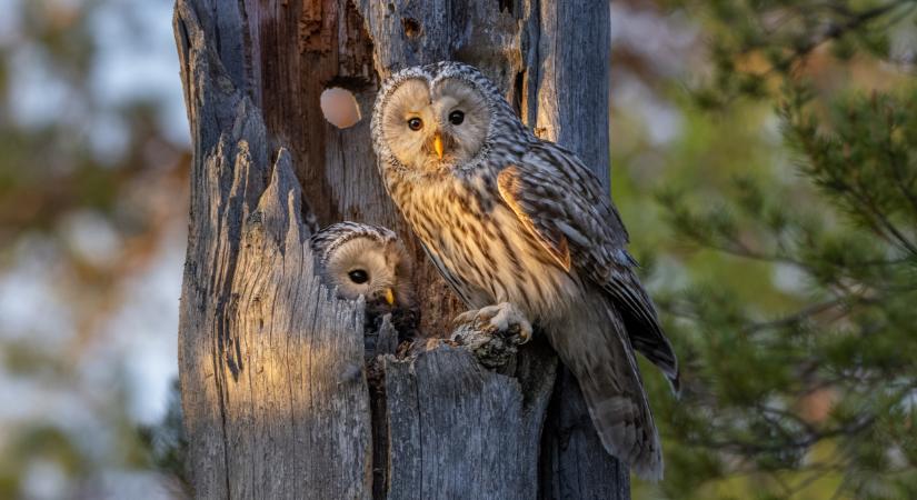Elképesztő, amit ebben a magyar térségben észleltek: ilyet is ritkán látni