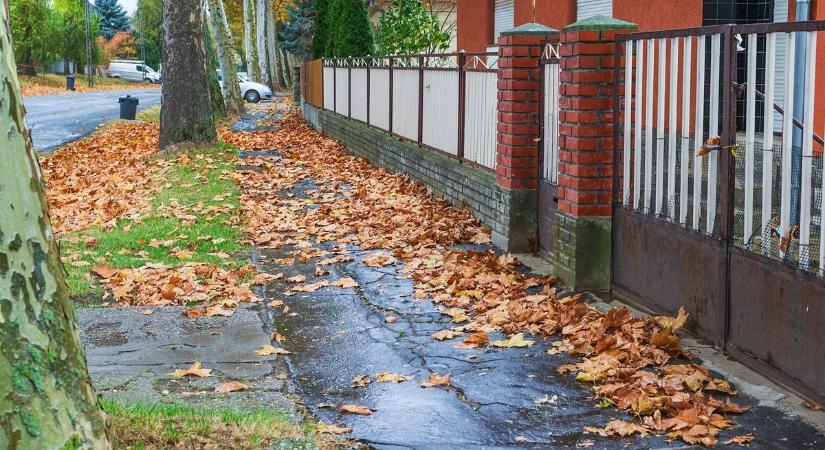 Térdig gázol falevélben az egész Pécs – és ez csak az egyik gond!