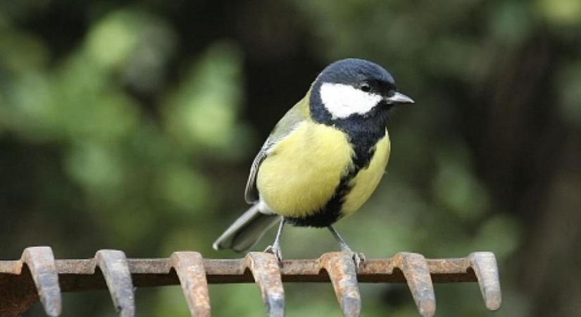 Tudja, hogyan kell sünt teleltetni? És darázsgarázst építeni? Milyen a madárbarát kert?