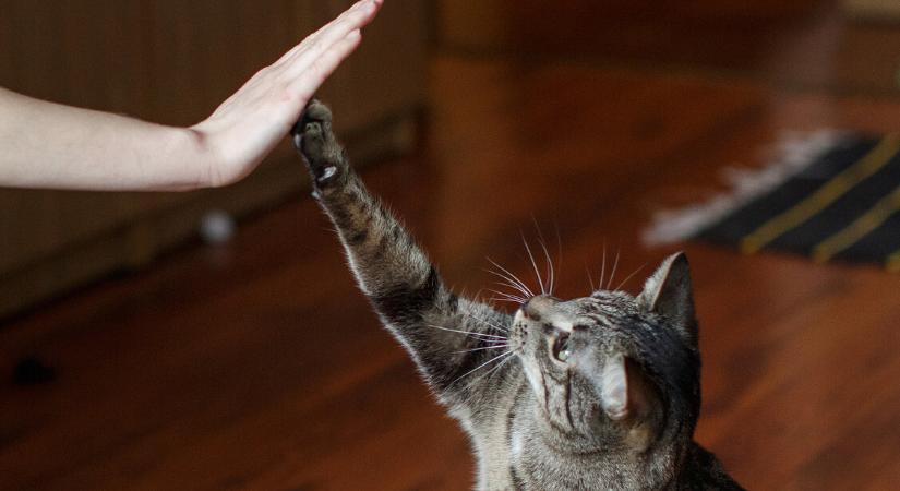 Neked való a macska?