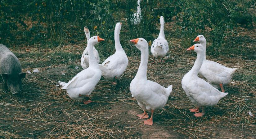 Márton-nap: ha nem eszed ezt, egész évben éhezni fogsz a hagyomány szerint