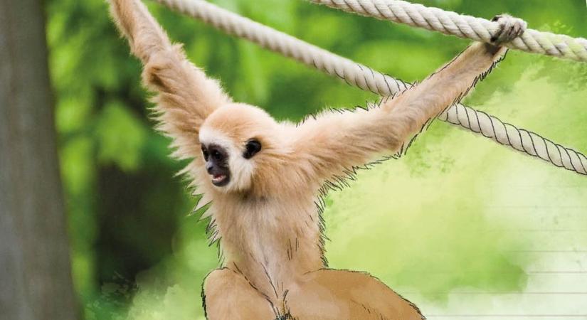 Ingyenes aprósággal kedveskedik a Nyíregyházi Állatpark – valami izgalmas érkezett!