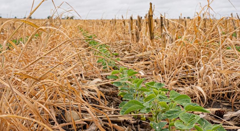 Elképesztő tempó: közel 20%-kal bővül évente ez a mezőgazdasági piac