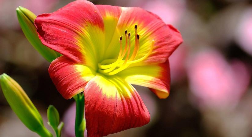 Mikor és hogyan ültessük az amarilliszt?