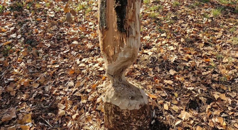 A hód csak rág és rág, a fa meg dől és agyoncsapja a horgászt – videóval