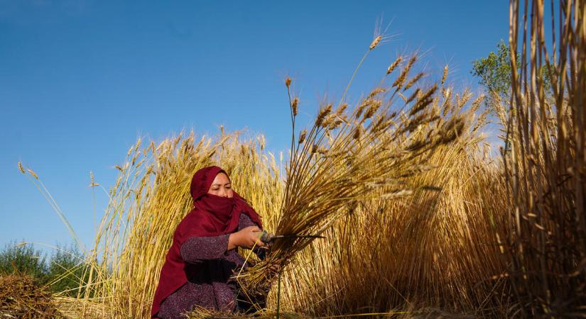 Csökkent a FAO élelmiszerár-indexe októberben, rekordközeli gabonakészletek várhatóak