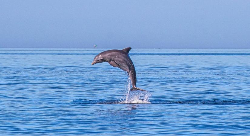 Veszélyben a delfinek: Alzheimer-kór tüneteit produkálják a szennyezett víz és az algák miatt