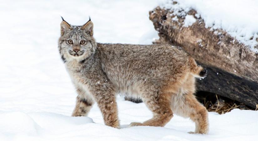 Különleges pillanatot rögzített a vadkamera egy kanadai hiúzról