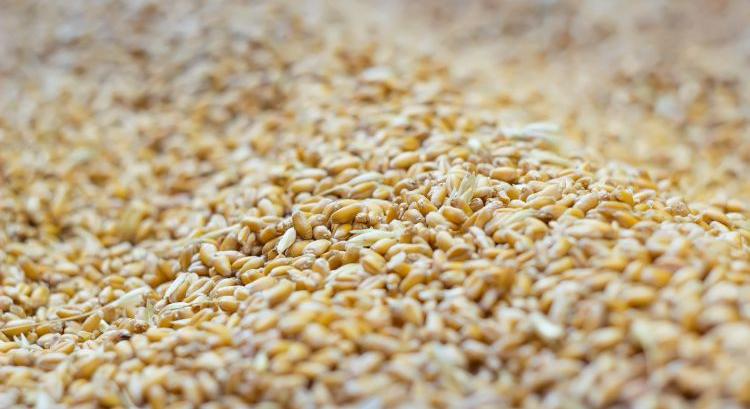 Nem megy a bolt: kevés orosz búza jut kevés vásárlónak