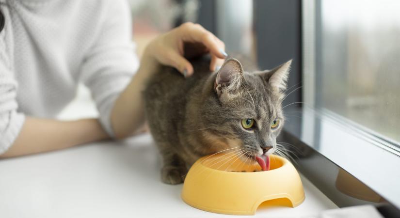 Cicáknak gyűjt a Győri Puha Praclik egyesület