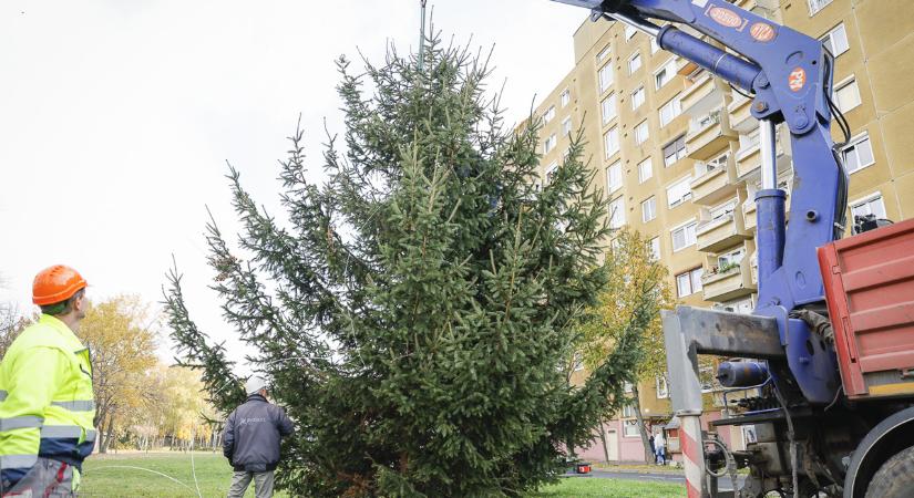 Felállították az első Mindenki karácsonyfáját Marcalvárosban