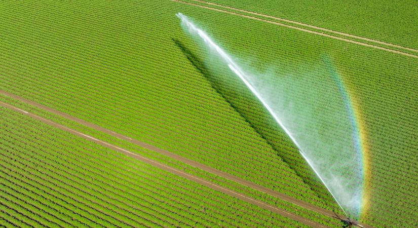 Van, aki még kitart a kukorica mellett: de már nem úgy termeli, mint régen