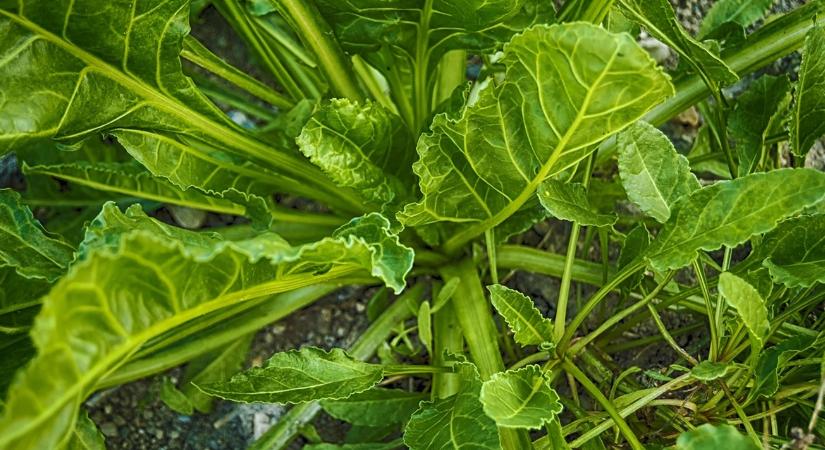 A november 3 legjobb „egynövényes” projektje