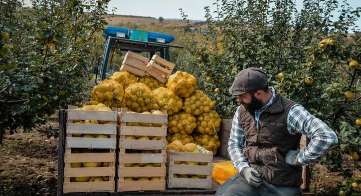 Veszélybe került ez az ősi magyar gyümölcs: régen ingyen osztogatták, ma már alig kapható