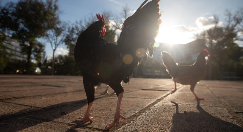 2 millió háziszárnyast kellett leölni - 1200 településen rendeltek el korlátozást Spanyolországban