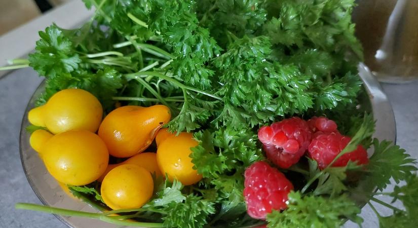 Többezer hátrányos helyzetű családnak segített idén is a Katolikus Karitász „Zöldellő kertek” kertek programja