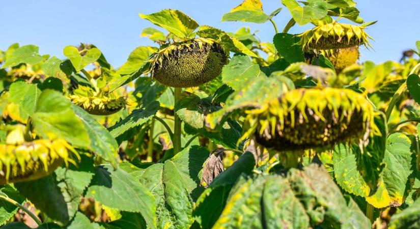 Napraforgó 2025: ezek a hibridek megmutatták, mit tudnak