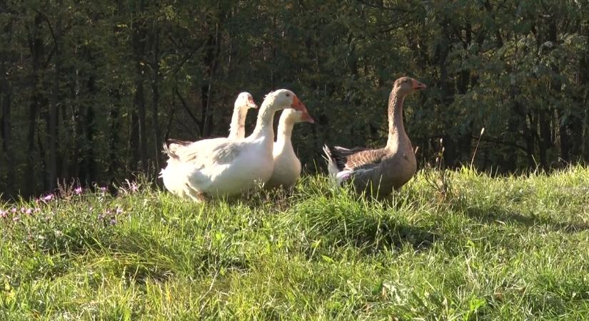A libák múltja és jelene a Márton nap tükrében