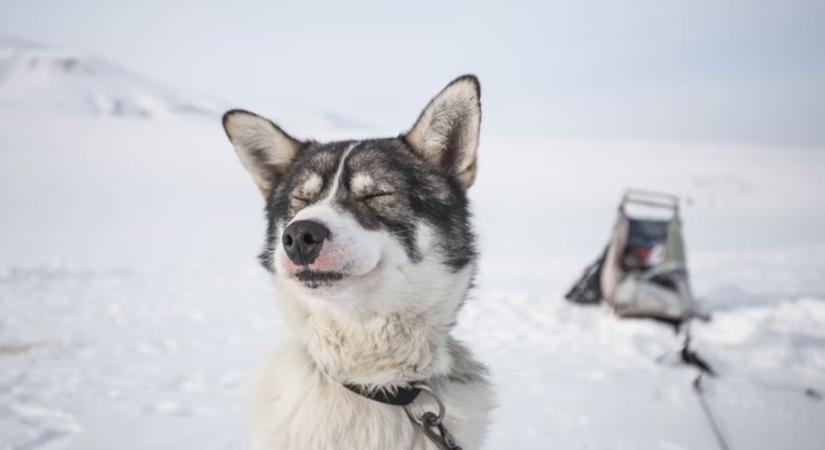 A szánhúzó kutyák titkos élete – a jég világának hősei és humora