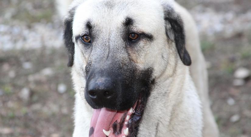 Véget vetnének Csíkszeredában a felelőtlen kutyatartásnak