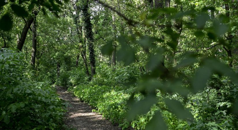 November végéig lehet szavazni az Év fájára