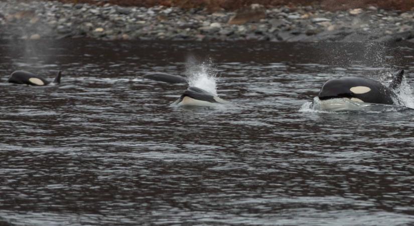 Először kaptak lencsevégre vadonban születő gyilkos bálnát