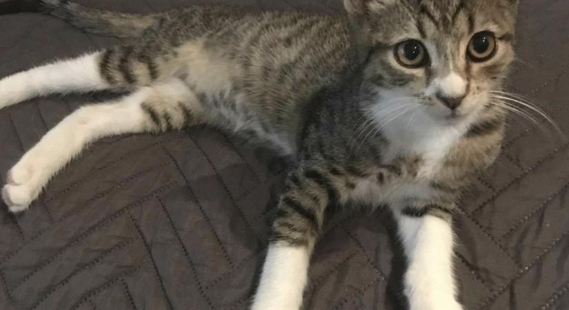 Gazdikereső: Sámuel cica is keresi az igazit!