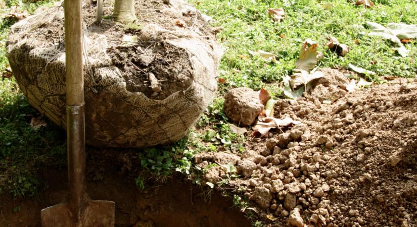 Pályázat: sorfákkal kapcsolatos feladatok Debrecenben