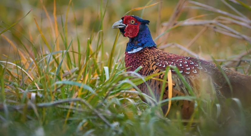 Fácán okozta egy nő halálát