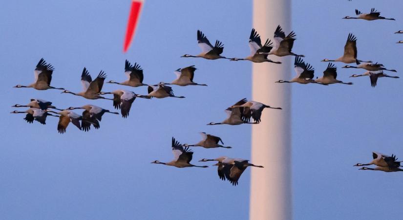 Madárinfluenza-pánik: több millió szárnyast öltek le – széleskörű korlátozásokat rendeltek el