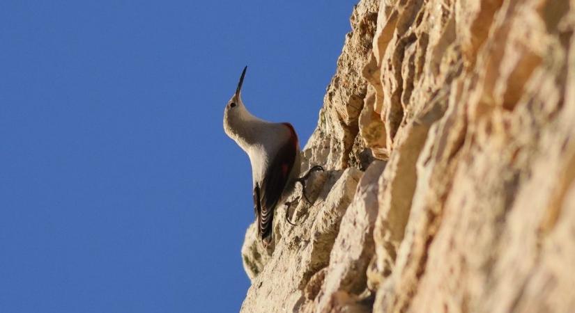 Tündéri látogató a Cseszneki várban - fotó
