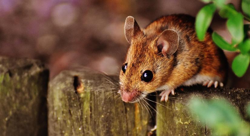 Egér van a háznál? Így űzheti el őket kíméletes módszerrel