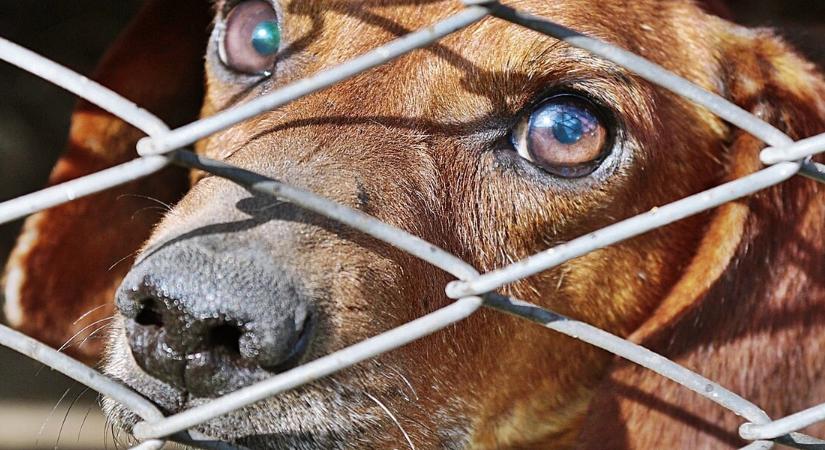 Elhagyott kutyák százai várják az új életet: az állatmenhelyek megteltek, segítségre van szükség