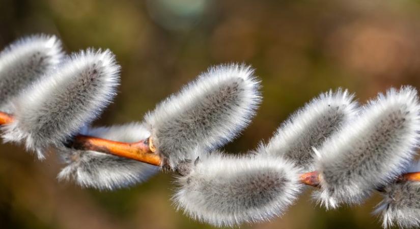 Még versenyben a kecskefűz, a hamvas éger és a rezgő nyár