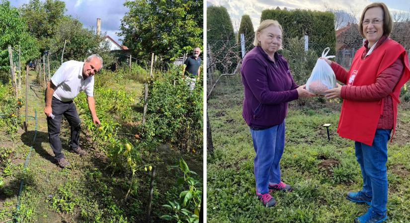 Zöldellő kertek: a Katolikus Karitász közel tízezer embernek nyújtott támogatást