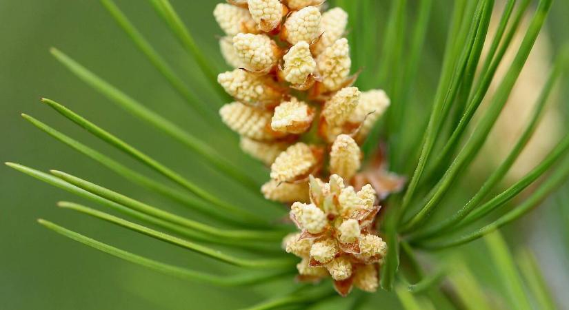 A méz, ami nem is virágból készül