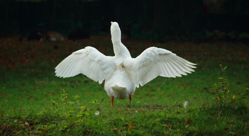 Ezért nem mindegy, milyen idővel érkezik a Márton-nap: a hiedelmek szerint ilyen télre számíthatunk